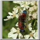 Chrysis viridula - Goldwespe 03 hsk.jpg